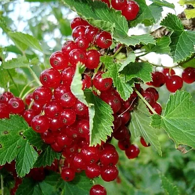 Смородина красная ГОЛЛАНДСКАЯ КРАСНАЯ в Оренбурге