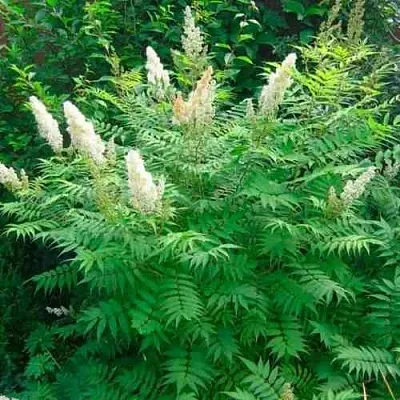 Рябинник рябинолистный СЭМ  Рябинник рябинолистный СЭМ в Оренбурге