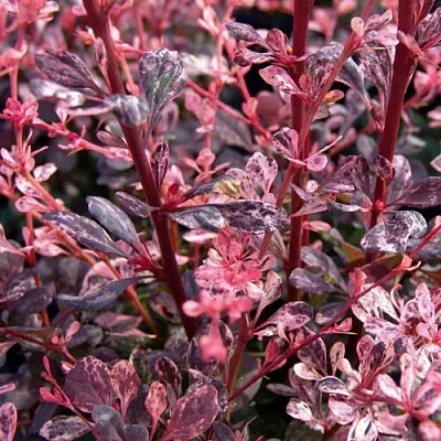 Барбарис АРЛЕКИН тунберга  Барбарис АРЛЕКИН тунберга в Оренбурге