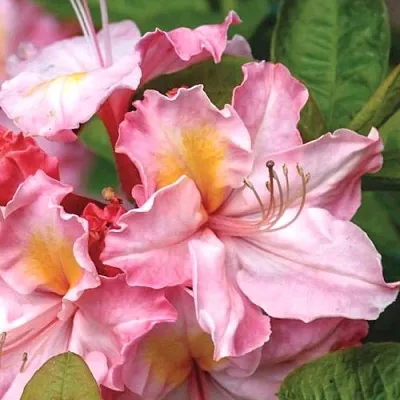 Азалия СЕССИЛЬ листопадная в Оренбурге