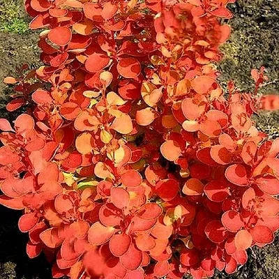 Барбарис ОРАНЖ ФАЙЕР тунберга  Барбарис ОРАНЖ ФАЙЕР тунберга в Оренбурге