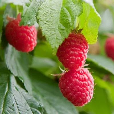 Малина МАРАВИЛЛА в Оренбурге