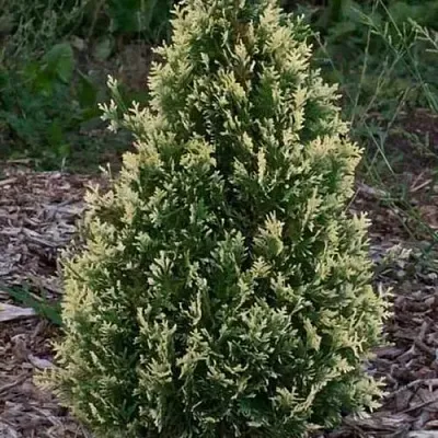 Туя БРАБАНТ ВАРИЕГАТТА западная в Оренбурге