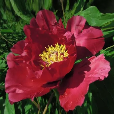 Пион КРАСНЫЙ ЛОТОС древовидный в Оренбурге