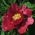 Пион КРАСНЫЙ ЛОТОС древовидный — описание сорта Пион КРАСНЫЙ ЛОТОС древовидный в Оренбурге