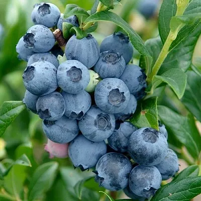 Голубика ХАРДИБЛЮ  Голубика ХАРДИБЛЮ в Оренбурге