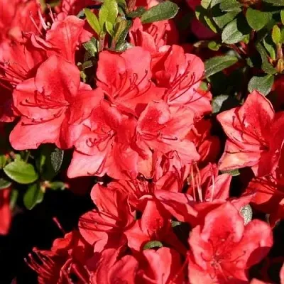 Азалия ФРИДОЛАЙН японская в Оренбурге