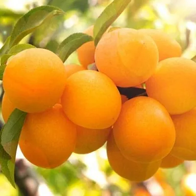 Слива МАРА в Оренбурге