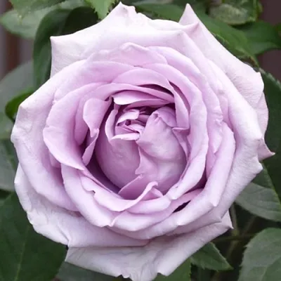 Саженцы роз ИНДИГОЛЕТТА плетистая  Саженцы роз ИНДИГОЛЕТТА плетистая в Оренбурге