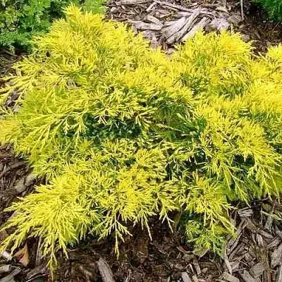 Можжевельник КИНГ ОФ СПРИНГ средний  Можжевельник КИНГ ОФ СПРИНГ средний в Оренбурге