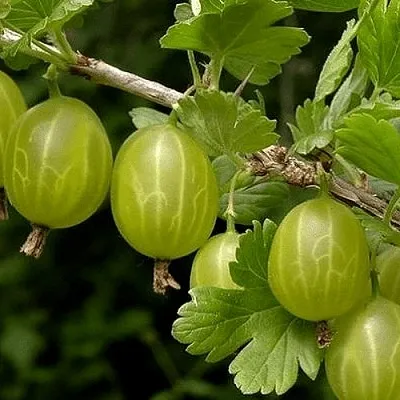 Крыжовник УРАЛЬСКИЙ БЕСШИПНЫЙ  Крыжовник УРАЛЬСКИЙ БЕСШИПНЫЙ в Оренбурге