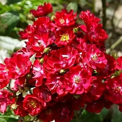 Саженцы роз АЛЬБЕРИХ полиантовая в Оренбурге