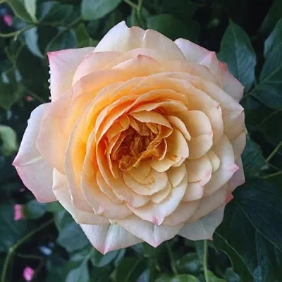 Саженцы роз АБЕЙ ДЕ СЕНТ-АМАН шраб  Саженцы роз АБЕЙ ДЕ СЕНТ-АМАН шраб в Оренбурге