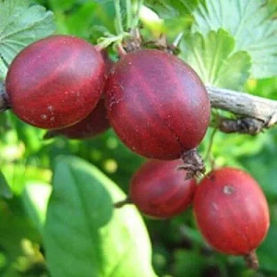 Крыжовник ЩЕДРЫЙ  Крыжовник ЩЕДРЫЙ в Оренбурге