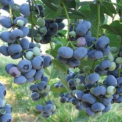 Голубика ЛИБЕРТИ  Голубика ЛИБЕРТИ в Оренбурге