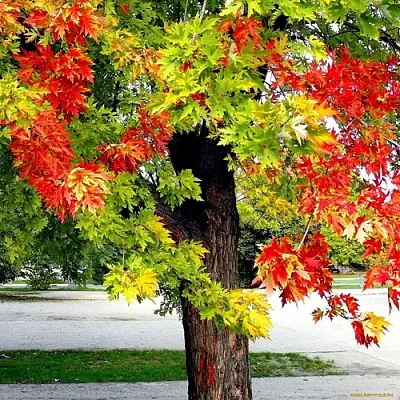 Клен Клен в Оренбурге