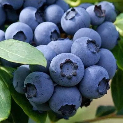 Голубика СПАРТАН  Голубика СПАРТАН в Оренбурге