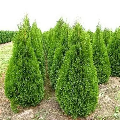 Туя СМАРАГД западная в Оренбурге