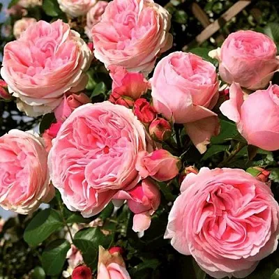 Саженцы роз ДЖАРДИНА плетистая  Саженцы роз ДЖАРДИНА плетистая в Оренбурге
