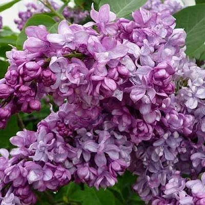 Сирень ГЕНЕРАЛ ПЕРШИНГ в Оренбурге