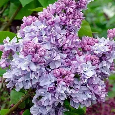 Сирень КАТЕРИНА ХАВЕМЕЙЕР в Оренбурге