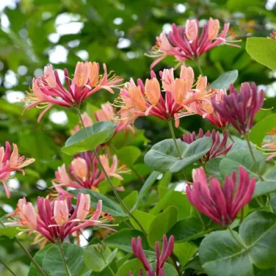 Жимолость ГЕКРОТА в Оренбурге