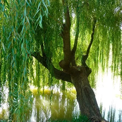 Ива Ива в Оренбурге