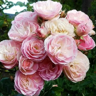 Саженцы роз БУКЕТ ПАРФЕ мускусная в Оренбурге