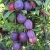 Слива БЛЮ СВИТ колонновидная  в Оренбурге