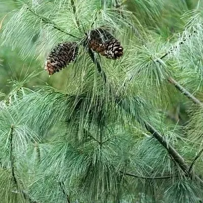 Сосна АРМАНДИ  Сосна АРМАНДИ в Оренбурге