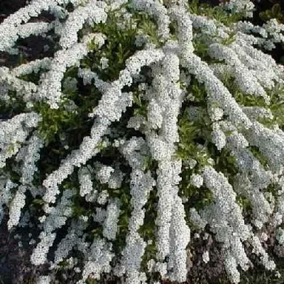 Спирея АРГУТА  Спирея АРГУТА в Оренбурге