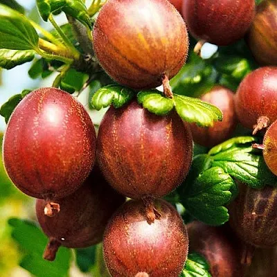 Крыжовник ШЕРШНЕВСКИЙ  Крыжовник ШЕРШНЕВСКИЙ в Оренбурге