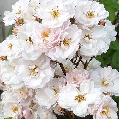 Мускусная в Оренбурге