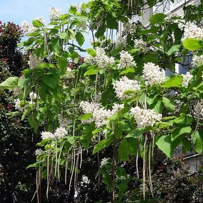 Катальпа Катальпа в Оренбурге