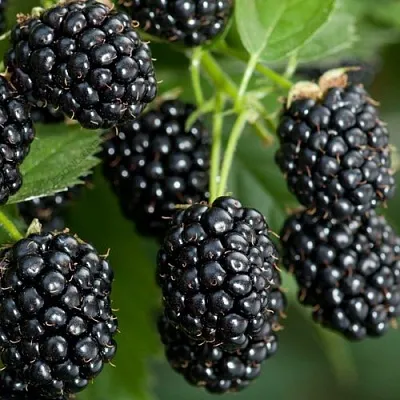 Ежевика ЧЕРНАЯ МАГИЯ ремонтантная в Оренбурге