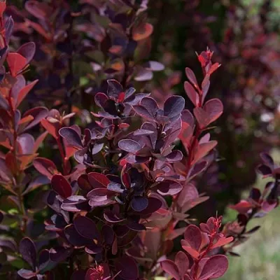 Барбарис ХЕЛМОНД ПИЛЛАР тунберга  Барбарис ХЕЛМОНД ПИЛЛАР тунберга в Оренбурге