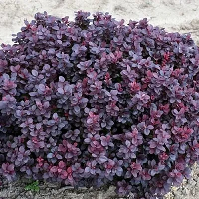 Барбарис КОНКОРД тунберга  Барбарис КОНКОРД тунберга в Оренбурге