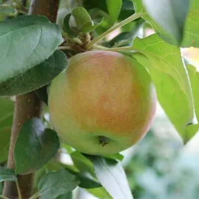 Яблоня ПОДСНЕЖНИК стелющаяся  Яблоня ПОДСНЕЖНИК стелющаяся в Оренбурге