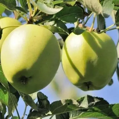 Яблоня САХАРНАЯ  Яблоня САХАРНАЯ в Оренбурге