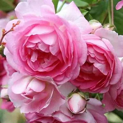 Саженцы роз ЖАСМИНА плетистая  Саженцы роз ЖАСМИНА плетистая в Оренбурге