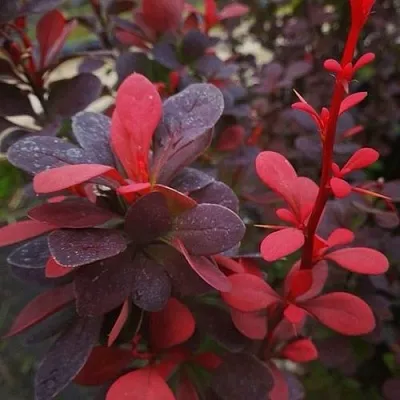 Барбарис РЕД ПИЛЛАР тунберга  Барбарис РЕД ПИЛЛАР тунберга в Оренбурге