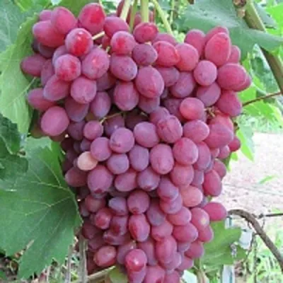 Виноград КИШМИШ ВЕЛЕС в Оренбурге