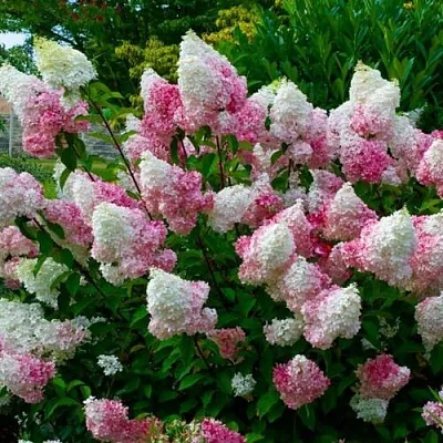 Гортензия  Гортензия в Оренбурге
