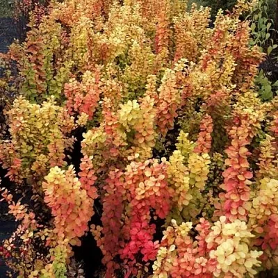 Барбарис САММЕР САНСЕТ тунберга  Барбарис САММЕР САНСЕТ тунберга в Оренбурге