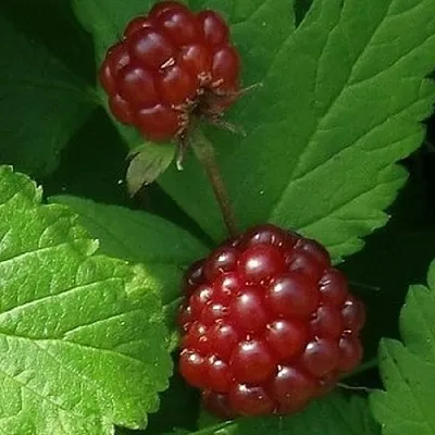 Княженика КЛОН в Оренбурге