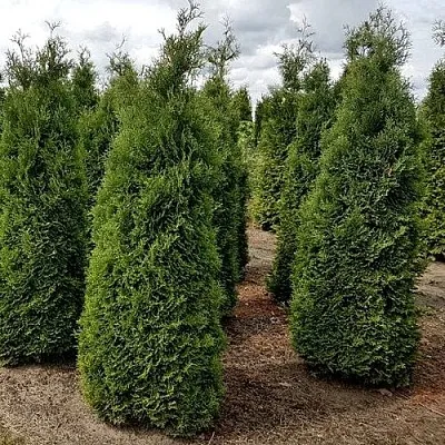 Туя ХОЛМСТРУП западная в Оренбурге