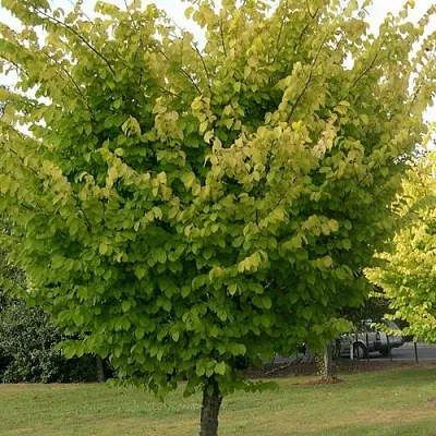 Вяз обыкновенный в Оренбурге