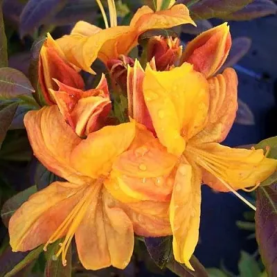 Азалия КЛОНДАЙК листопадная в Оренбурге