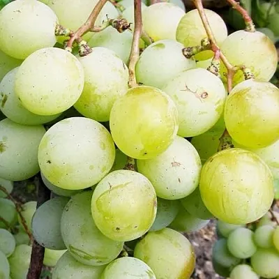 Виноград КЕША МУСКАТ в Оренбурге