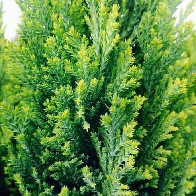 Кипарисовик в Оренбурге